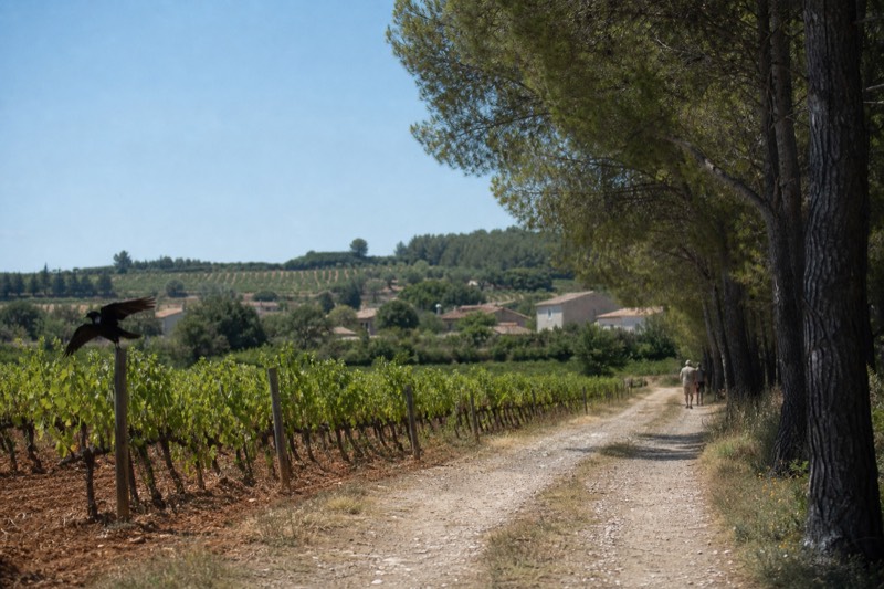 Aix Countryside Full Day, From Marseille