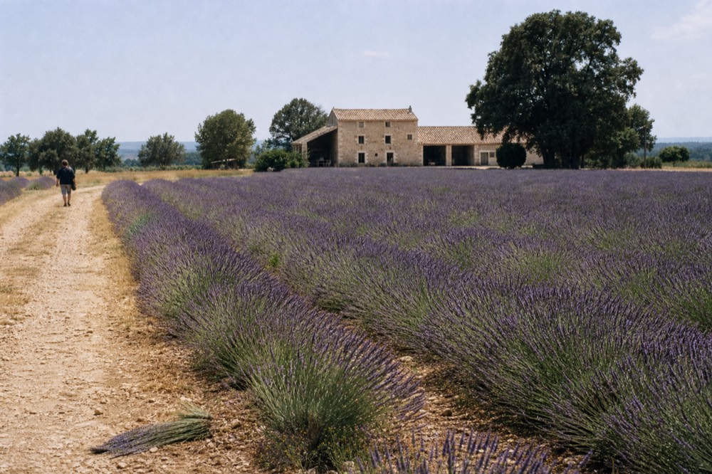 A lavender field in full bloom on the Valensole plateau with a stone farmhouse behind, no text, no logos, no people