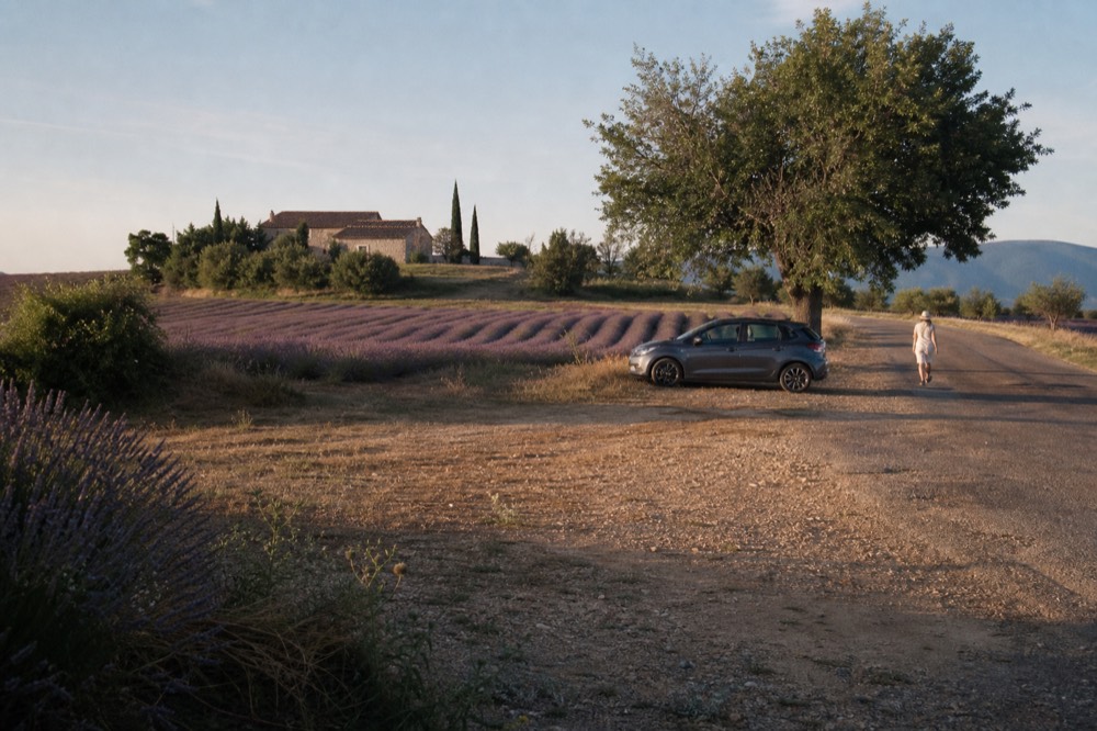 Morning light across blooming lavender rows on the Valensole plateau, no text, no logos, no people