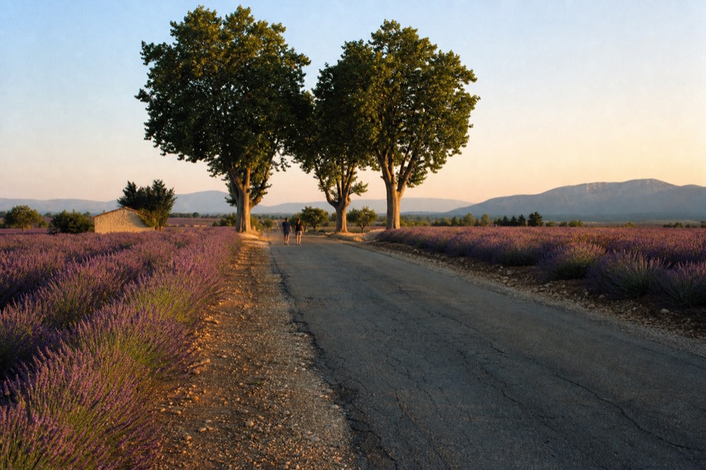 A narrow country road running between lavender fields on the Valensole plateau at golden hour, no text, no logos, no people
