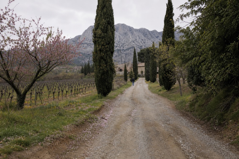 A vineyard lane with cypress trees leading toward an Aix countryside estate, no text, no logos, no people