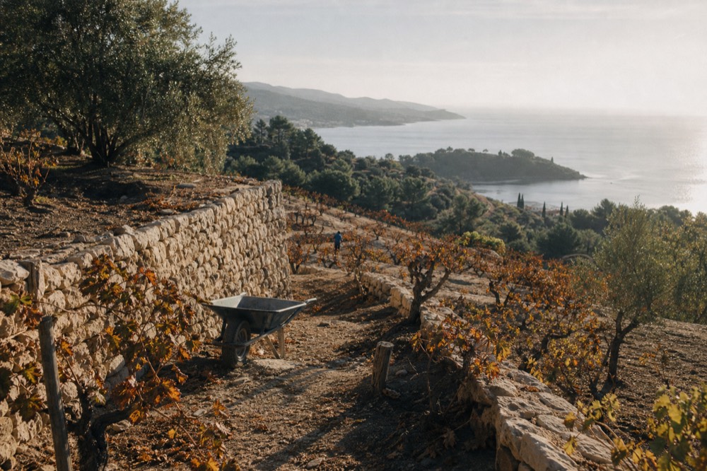 Terraced vineyard rows on a Provence hillside above a stone village, no text, no logos, no people