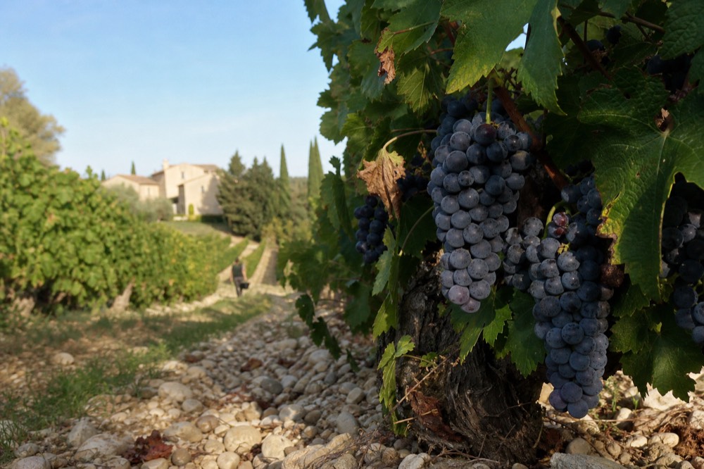 Grapes ripening on the vine in late summer in a Provençal vineyard, no text, no logos, no people