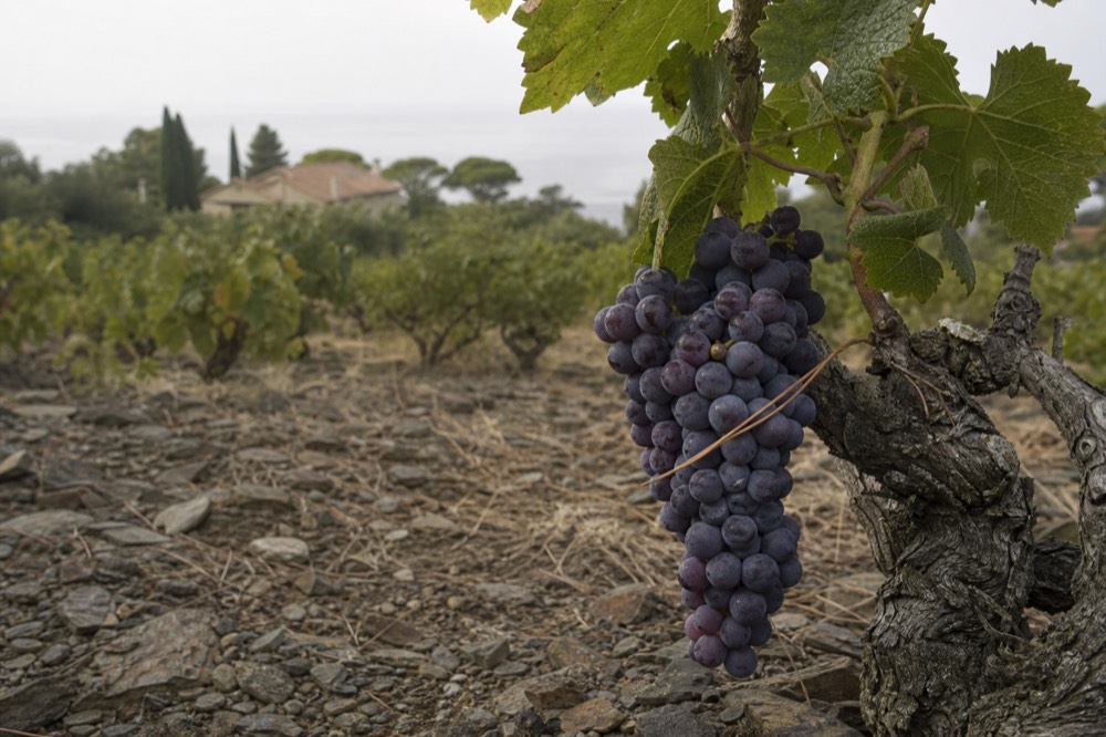 Cluster of grenache grapes on the vine, no text, no logos, no people