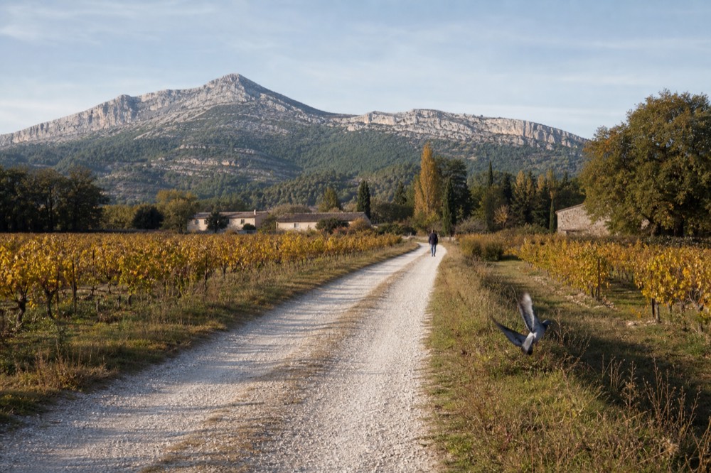A road leading through vineyards towards the Sainte-Victoire mountain, no text, no logos, no people