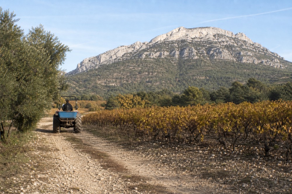 Trail on the Sainte-Victoire limestone ridge above pine forest, no text, no logos, no people
