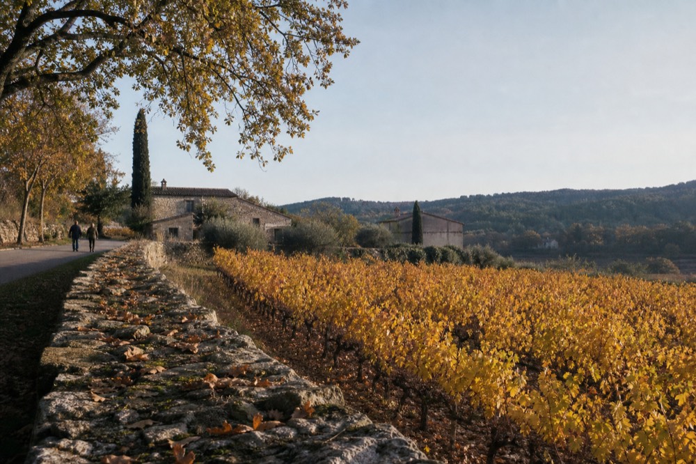 Luberon vineyard in autumn with golden leaves, no text, no logos, no people