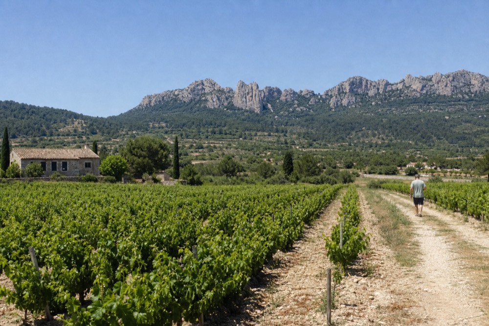 A valley of vineyards stretching toward a mountain ridge under a clear blue sky, no text, no logos, no people
