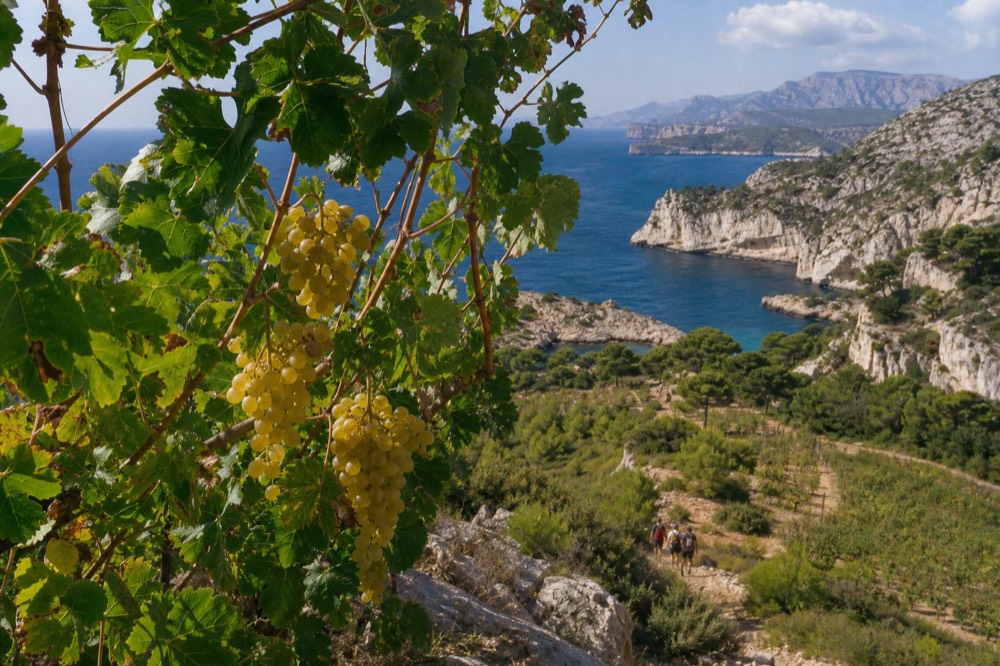 White wine grapes on the vine above a calanque coastline with turquoise water below, no text, no logos, no people