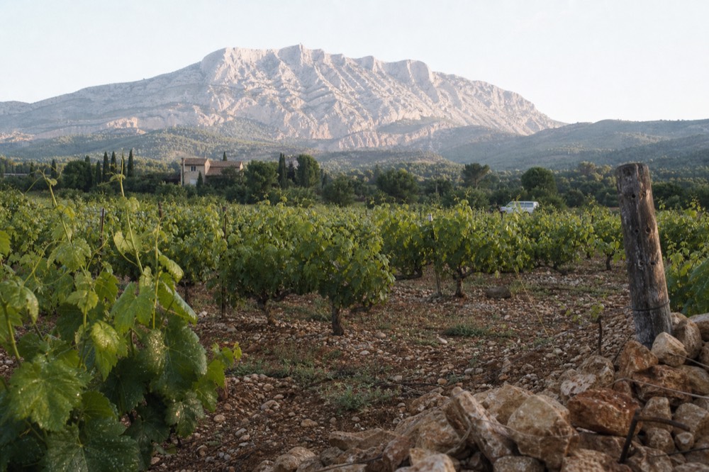 Rows of vines on the Sainte-Victoire side of the Côtes de Provence, no text, no logos, no people
