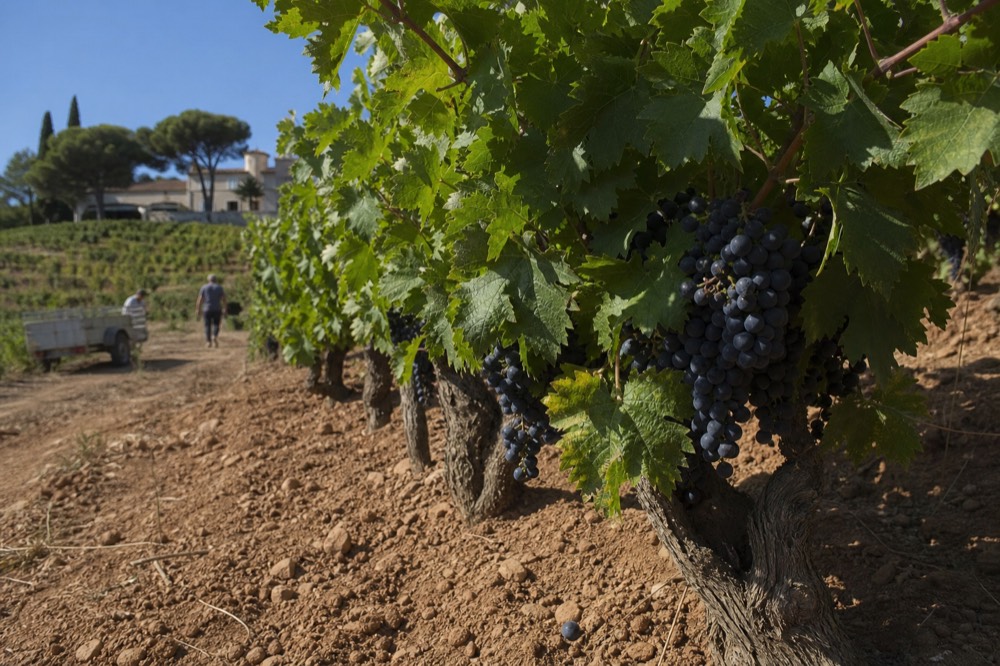 Grapevines with ripe clusters close to harvest in Provence, no text, no logos, no people