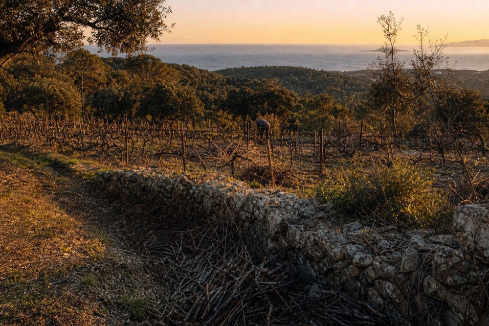 Sunset over terraced vineyard slopes near the Mediterranean coast, no text, no logos, no people