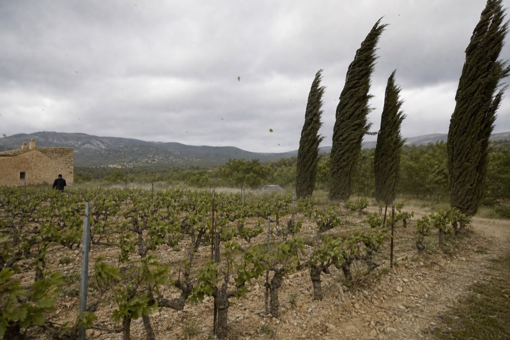 Mistral wind blowing through cypress trees beside a vineyard, no text, no logos, no people